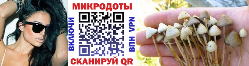 Галлюциногенные грибы Psilocybine cubensis  Архангельск 